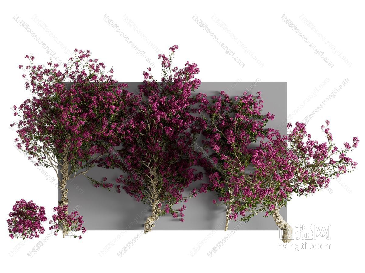 现代藤蔓植物