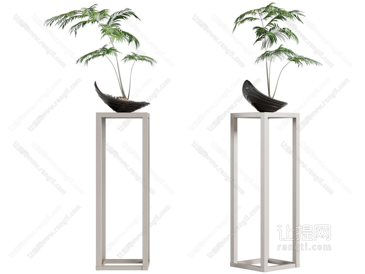 蕨类盆景盆栽