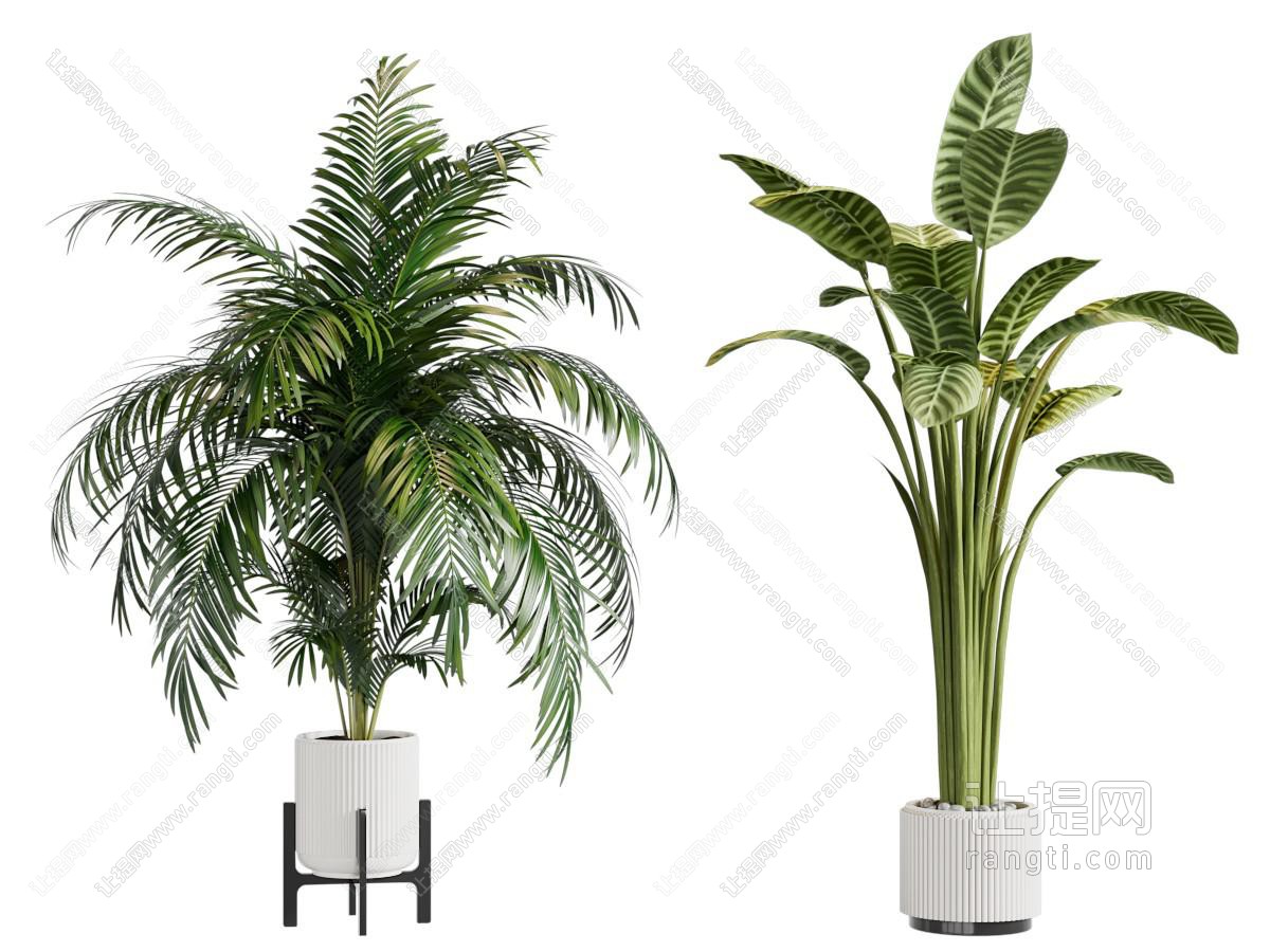 现代花盆盆景盆栽植物