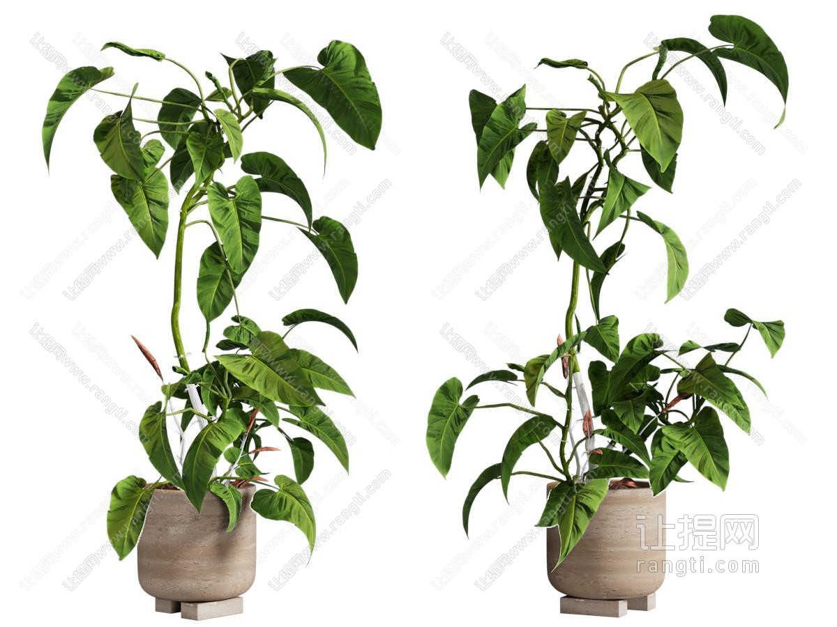 盆景盆栽植物