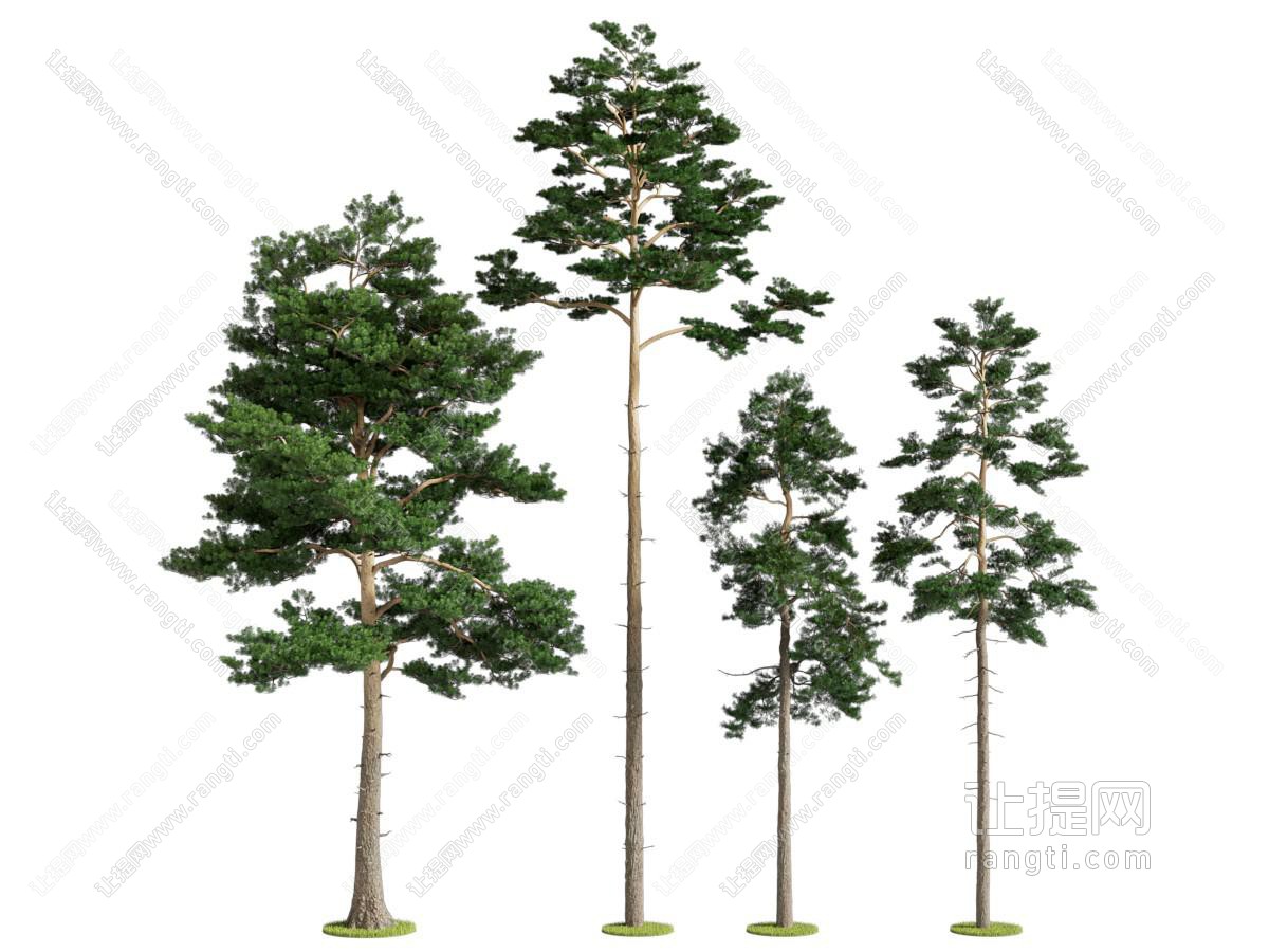 现代松树景观树