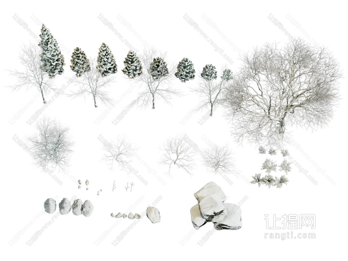 现代雪天的松树 柏树 雪景