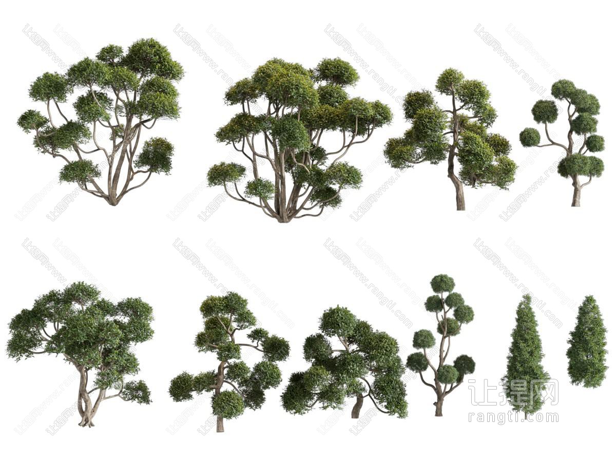 现代景观树木