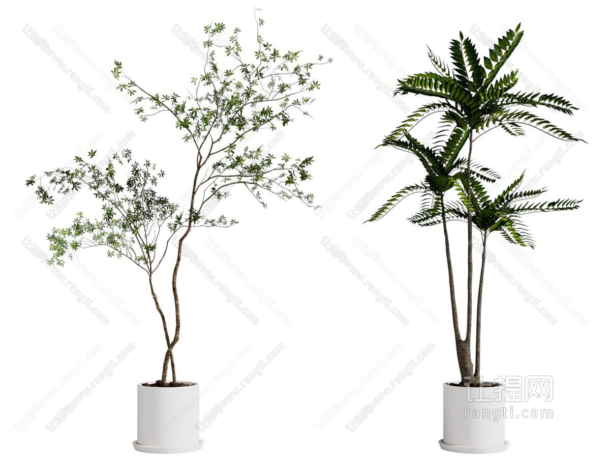 现代花盆盆景盆栽植物