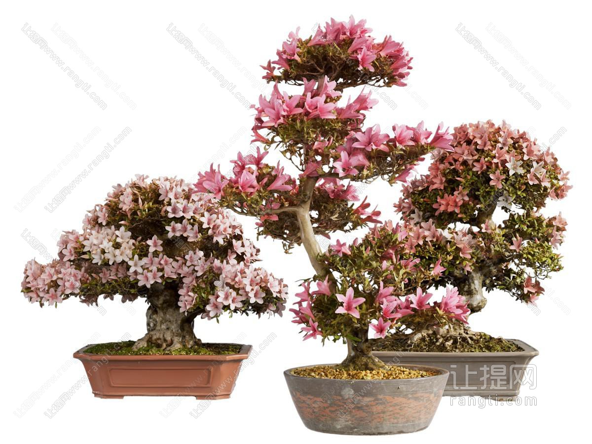 新中式花卉盆景盆栽植物