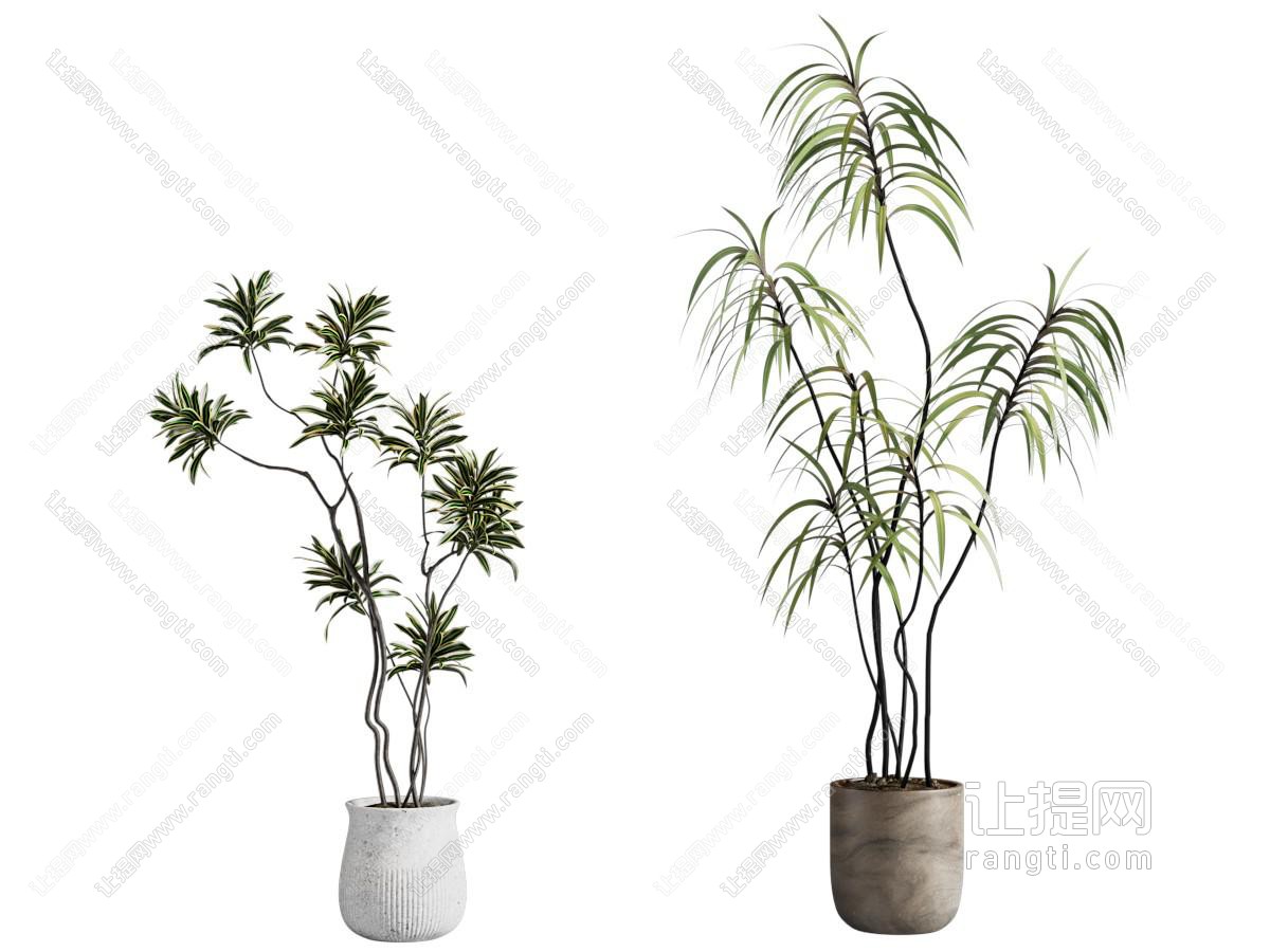 现代花盆盆景盆栽植物