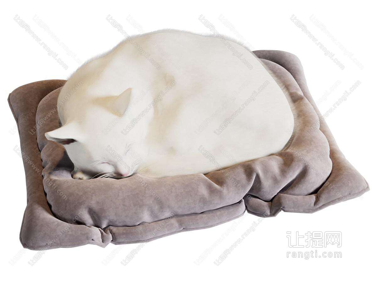 现代宠物猫 爬行动物
