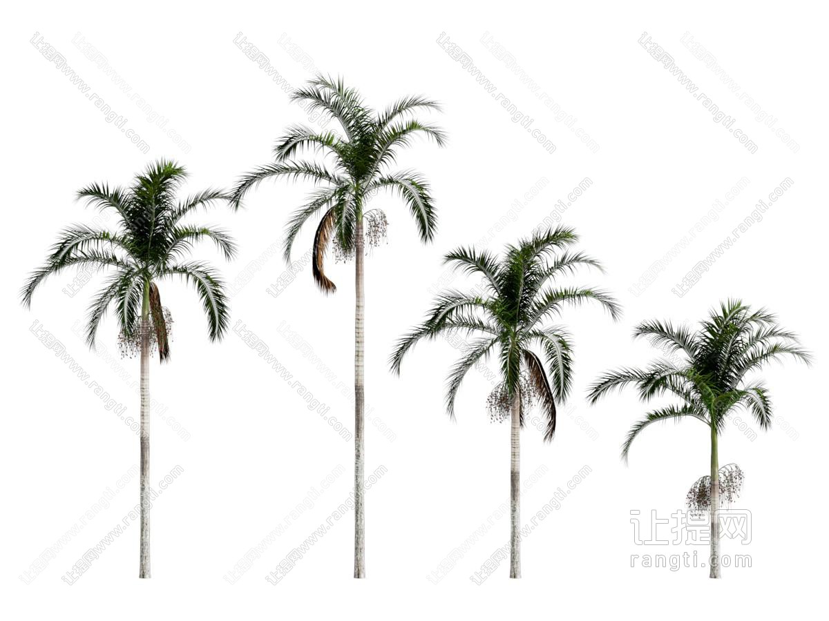 景观树