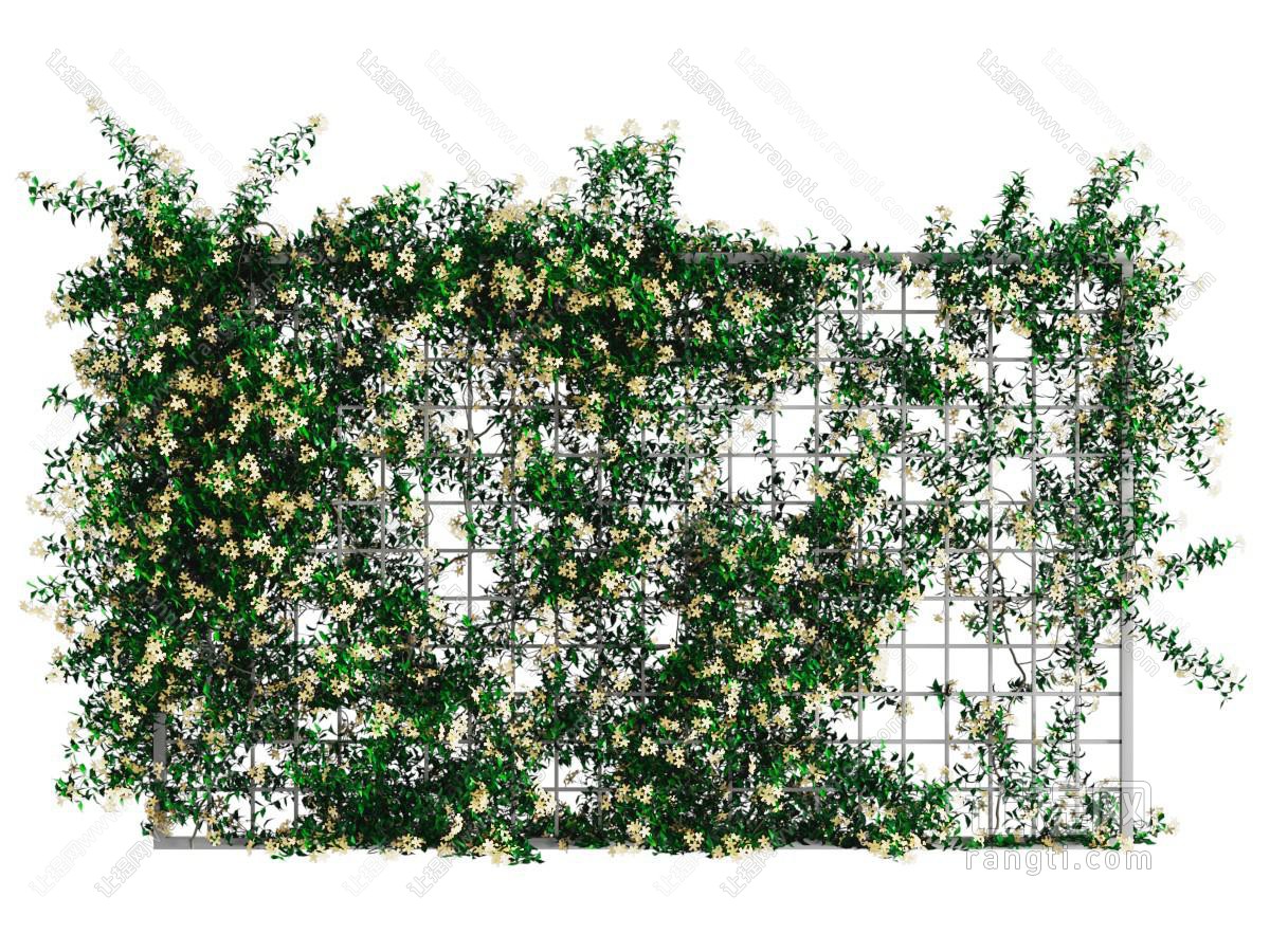 绿植 植物墙