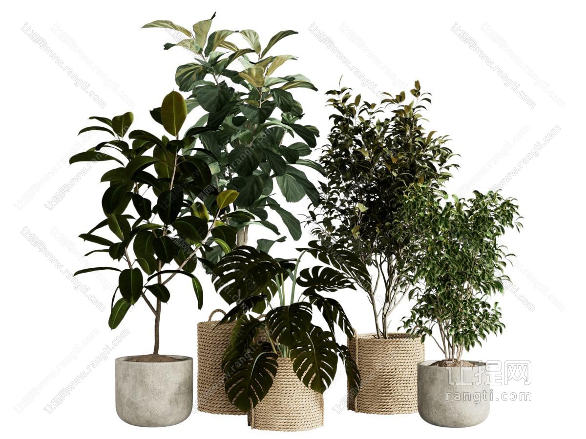 现代植物盆景盆栽