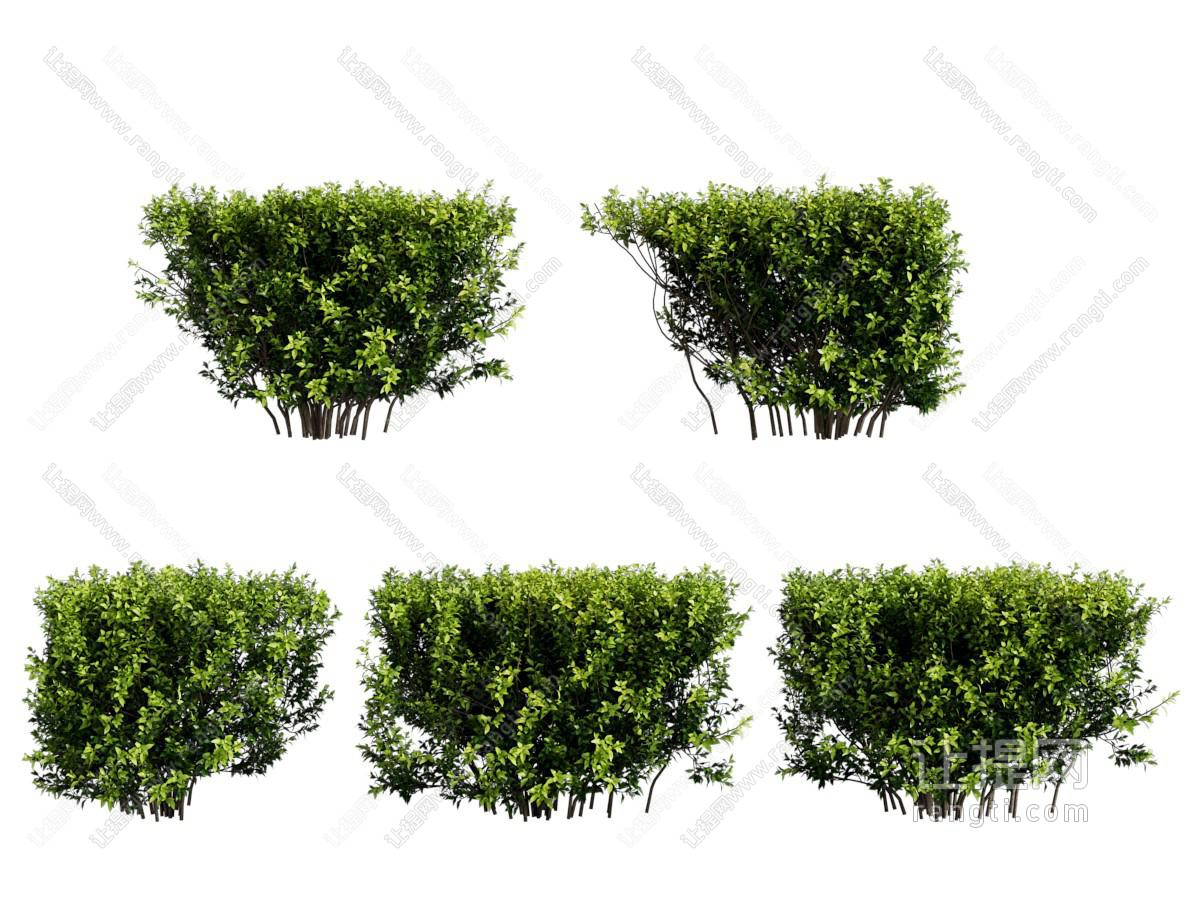 灌木植物