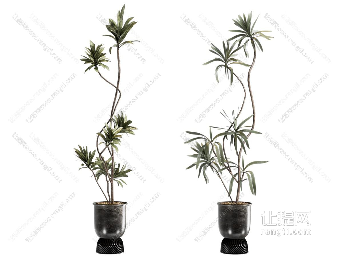 现代花盆盆景盆栽植物