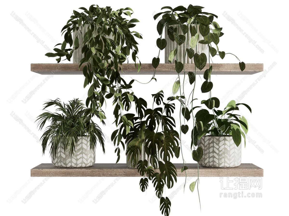 植物盆景盆栽