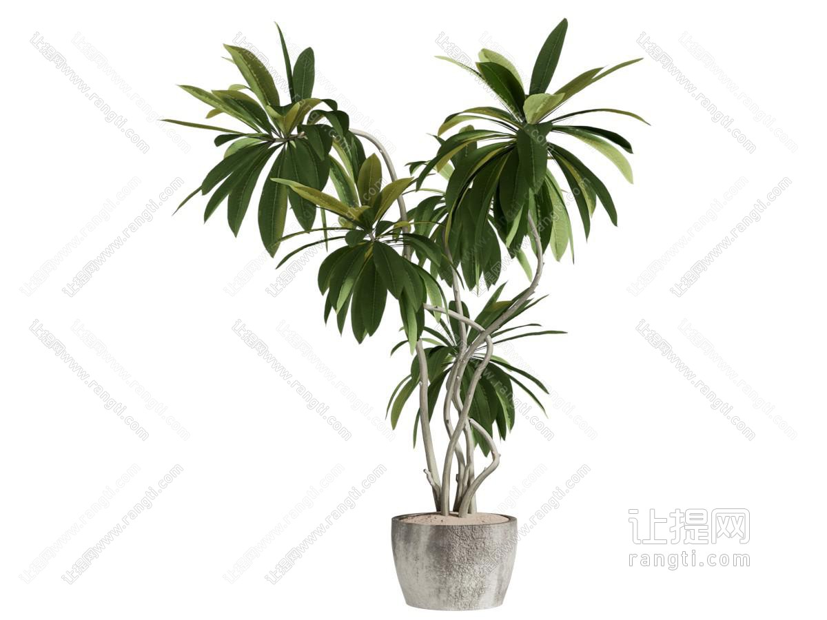 现代花盆盆景盆栽植物