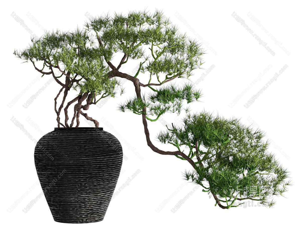 新中式盆栽植物