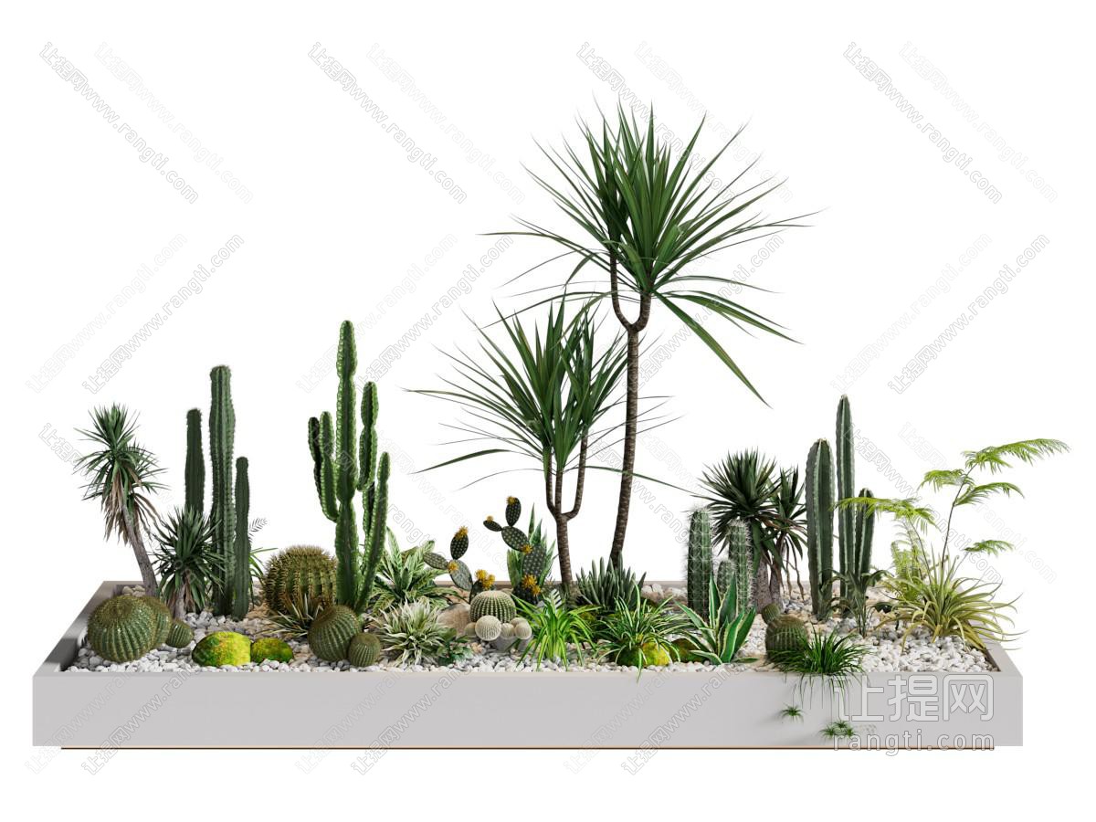 植物堆 仙人掌