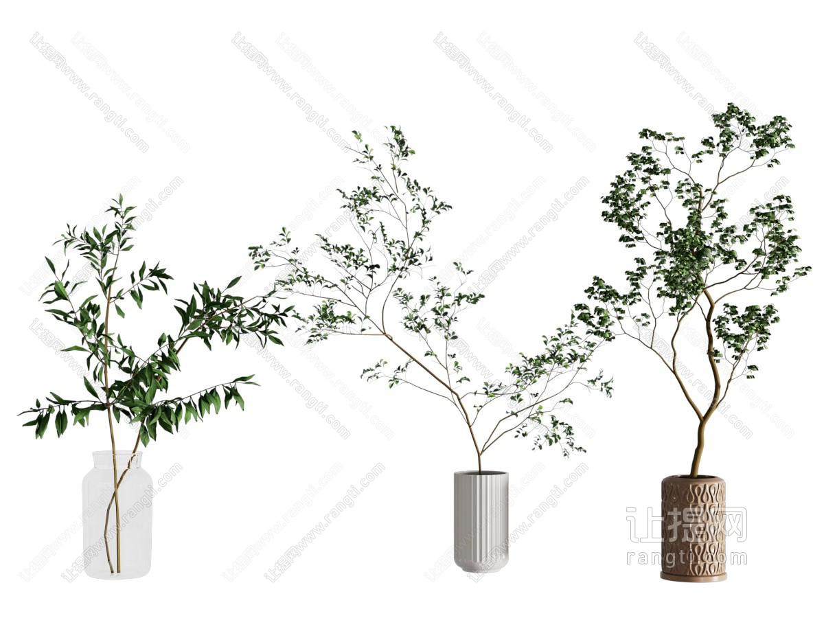现代植物盆景盆栽