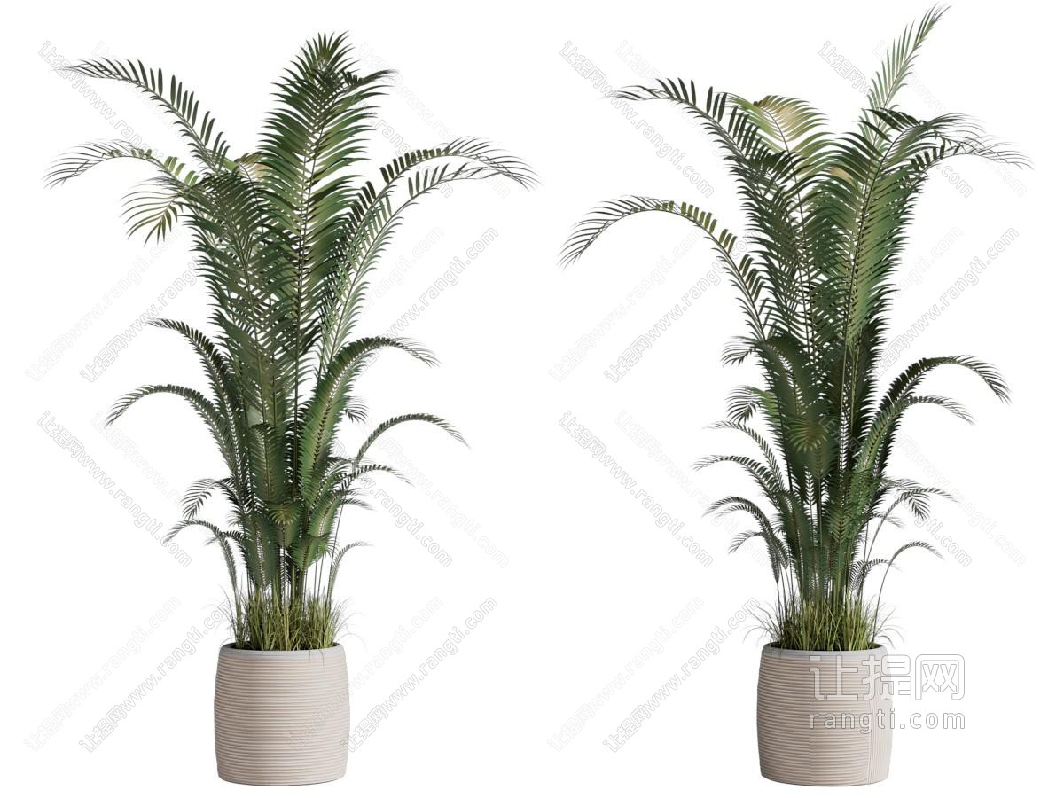植物盆栽 苏铁