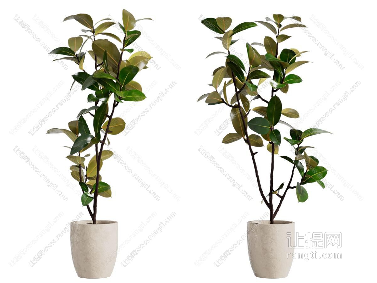 现代花盆盆景盆栽植物