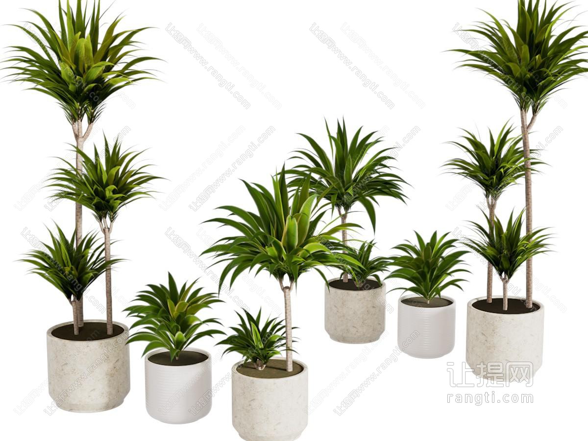 盆景盆栽植物