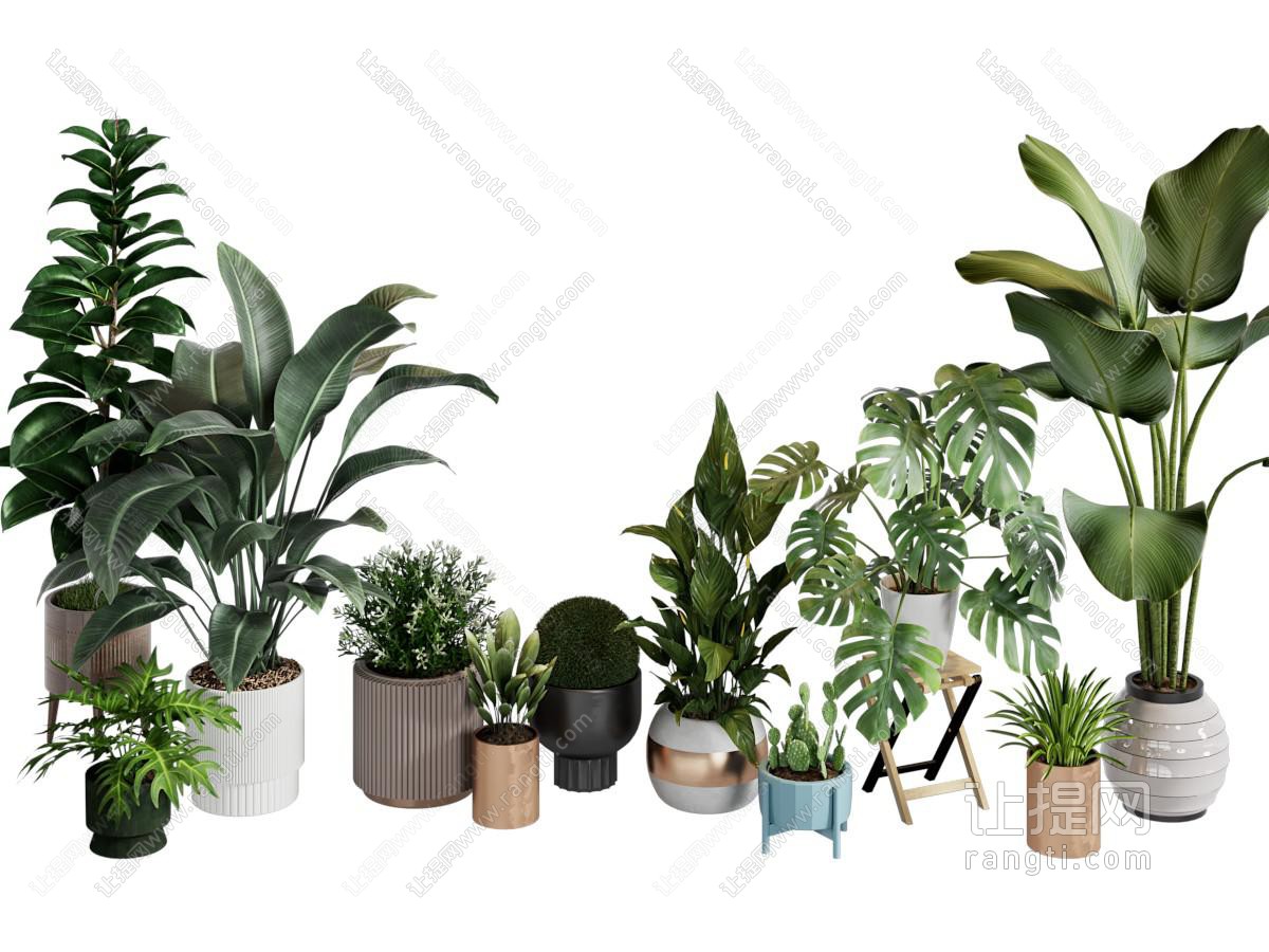 绿植盆栽 芭蕉叶 龟背竹