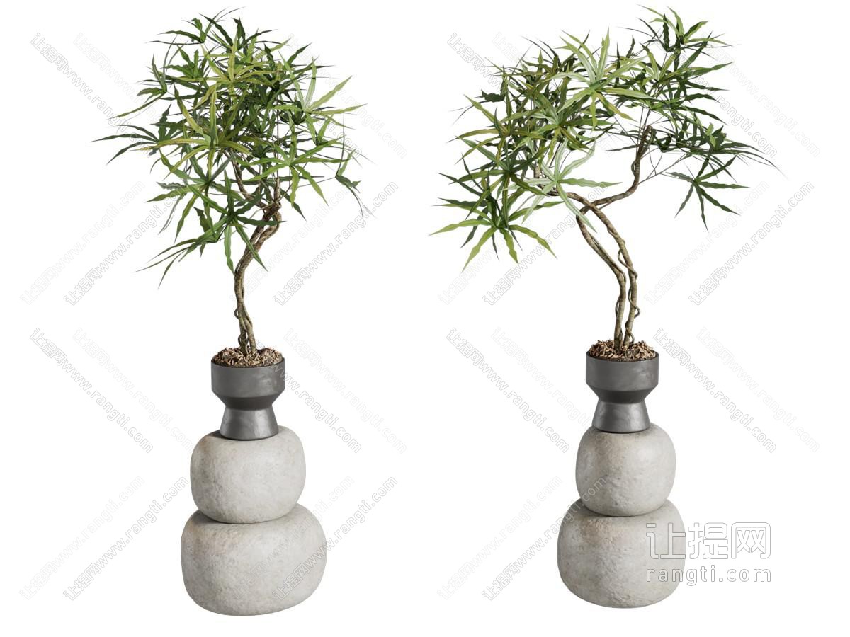 现代盆栽盆景植物