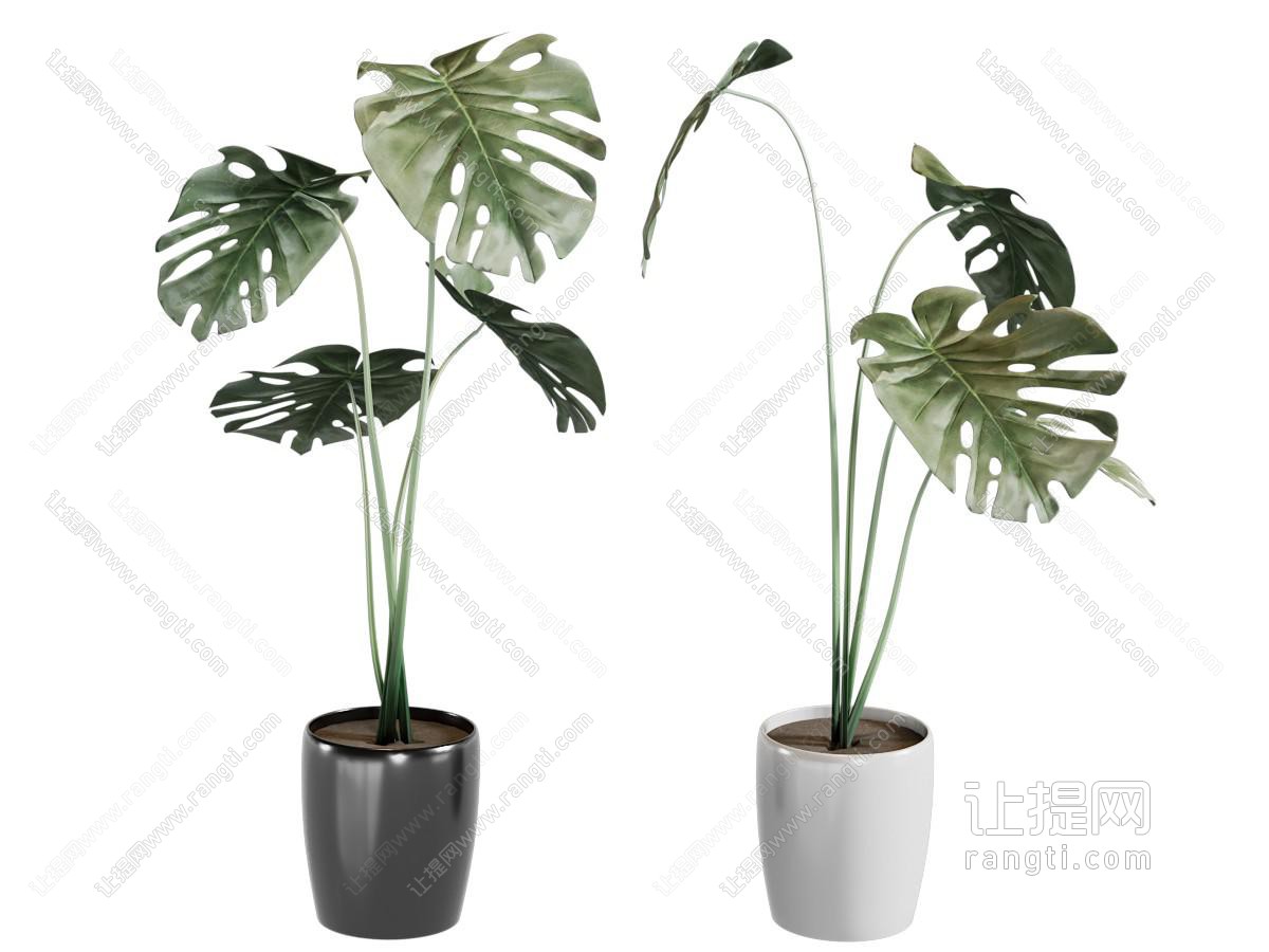现代花盆盆景盆栽植物