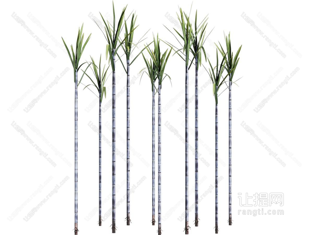 现代甘蔗 植物 农作物