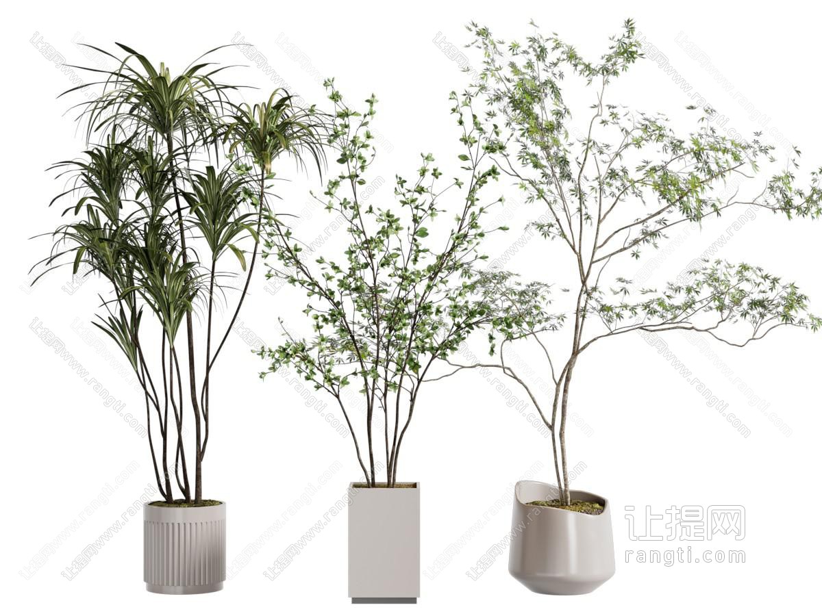 盆栽 盆景 绿植