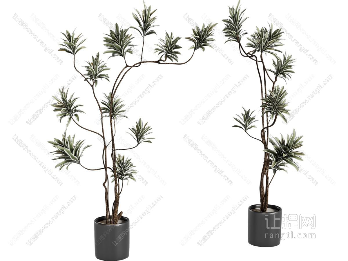 现代花盆盆景盆栽植物