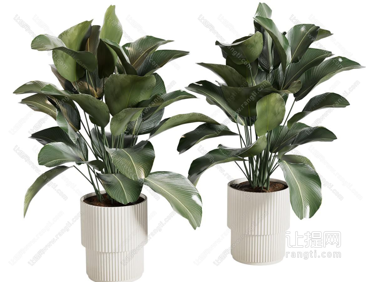 盆景盆栽植物