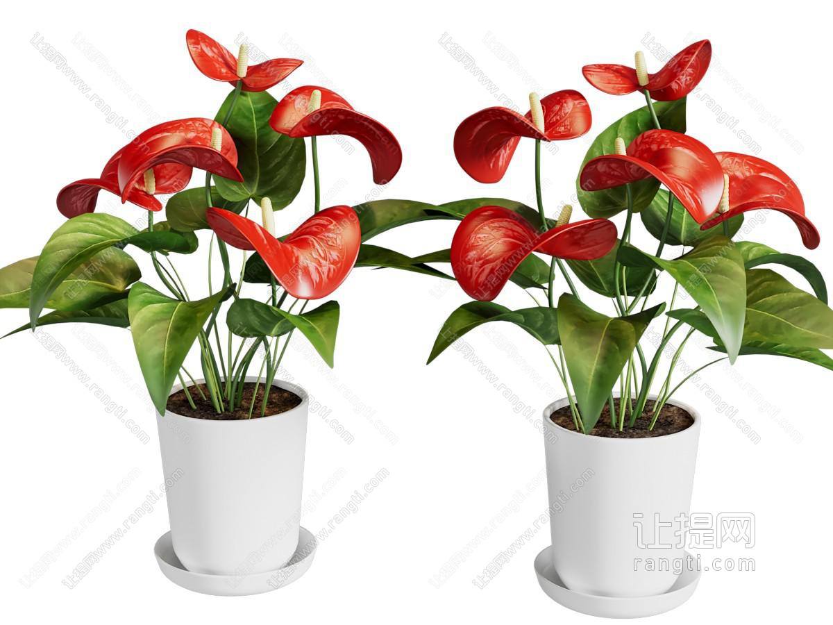 盆栽 红掌 蜡烛花