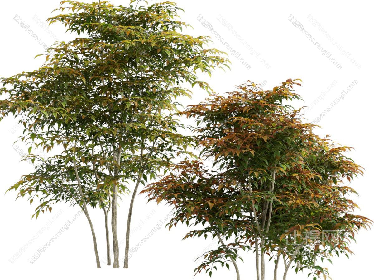南天竹