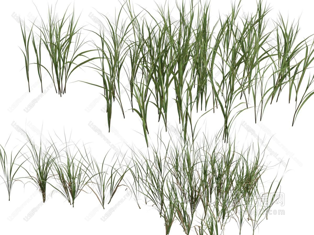 青草植物