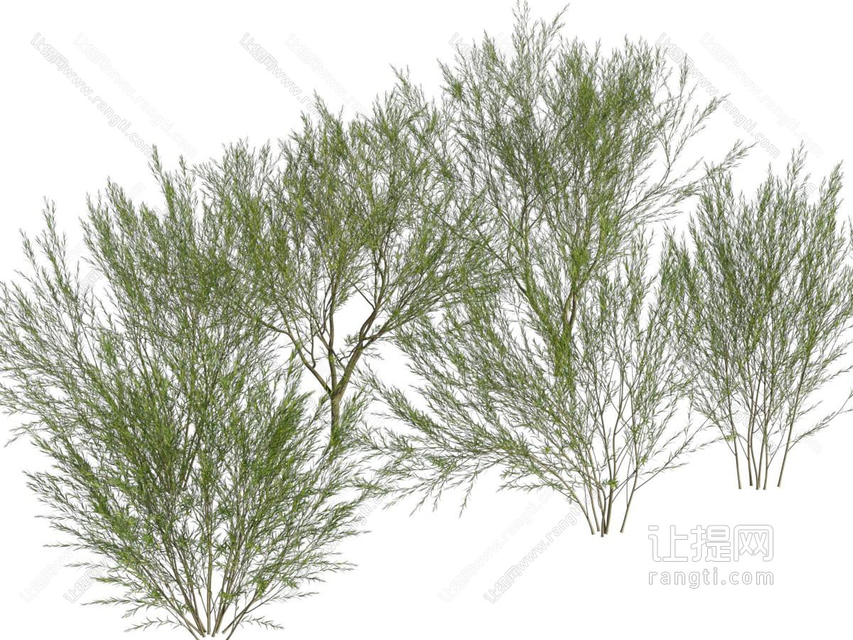 现代花草灌木植物