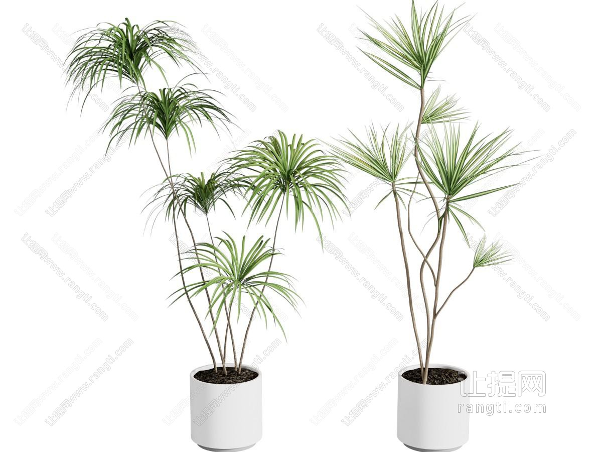蕨类盆景盆栽 千年木