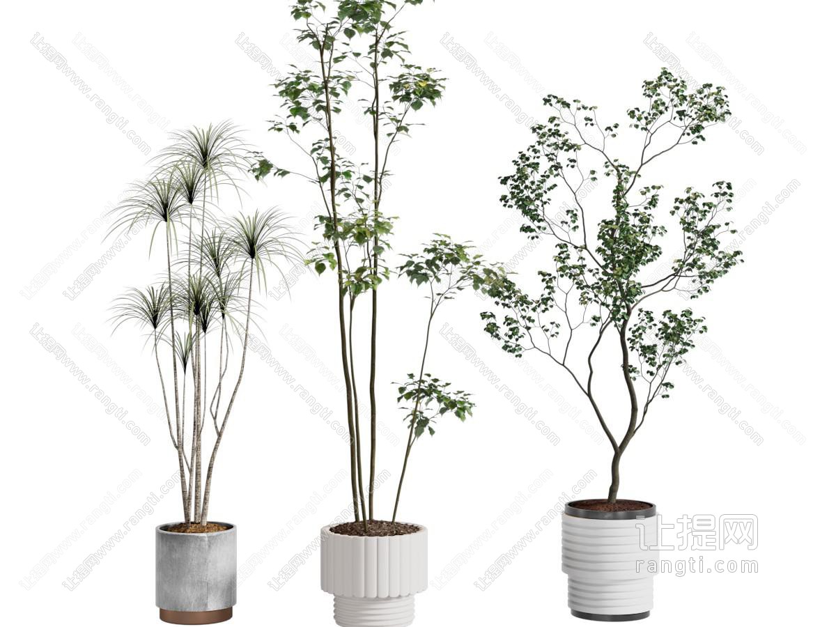 绿植 盆景盆栽