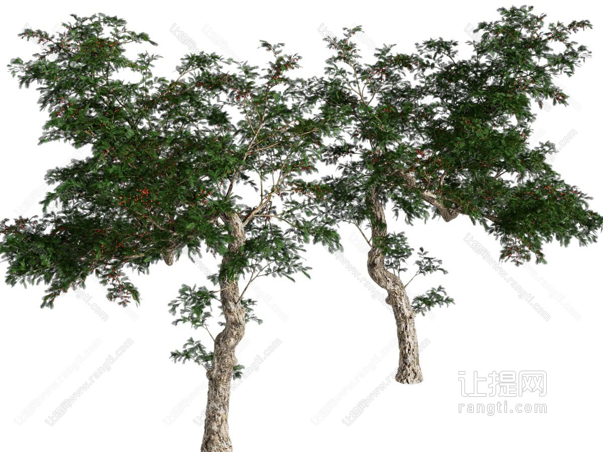 景观树 红豆杉 景观树 杉树 松树
