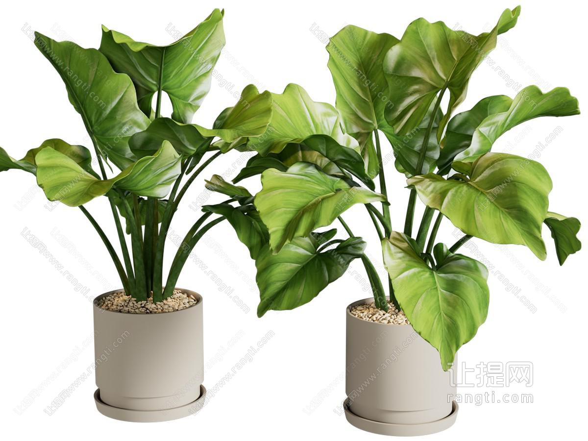现代花盆盆景盆栽植物
