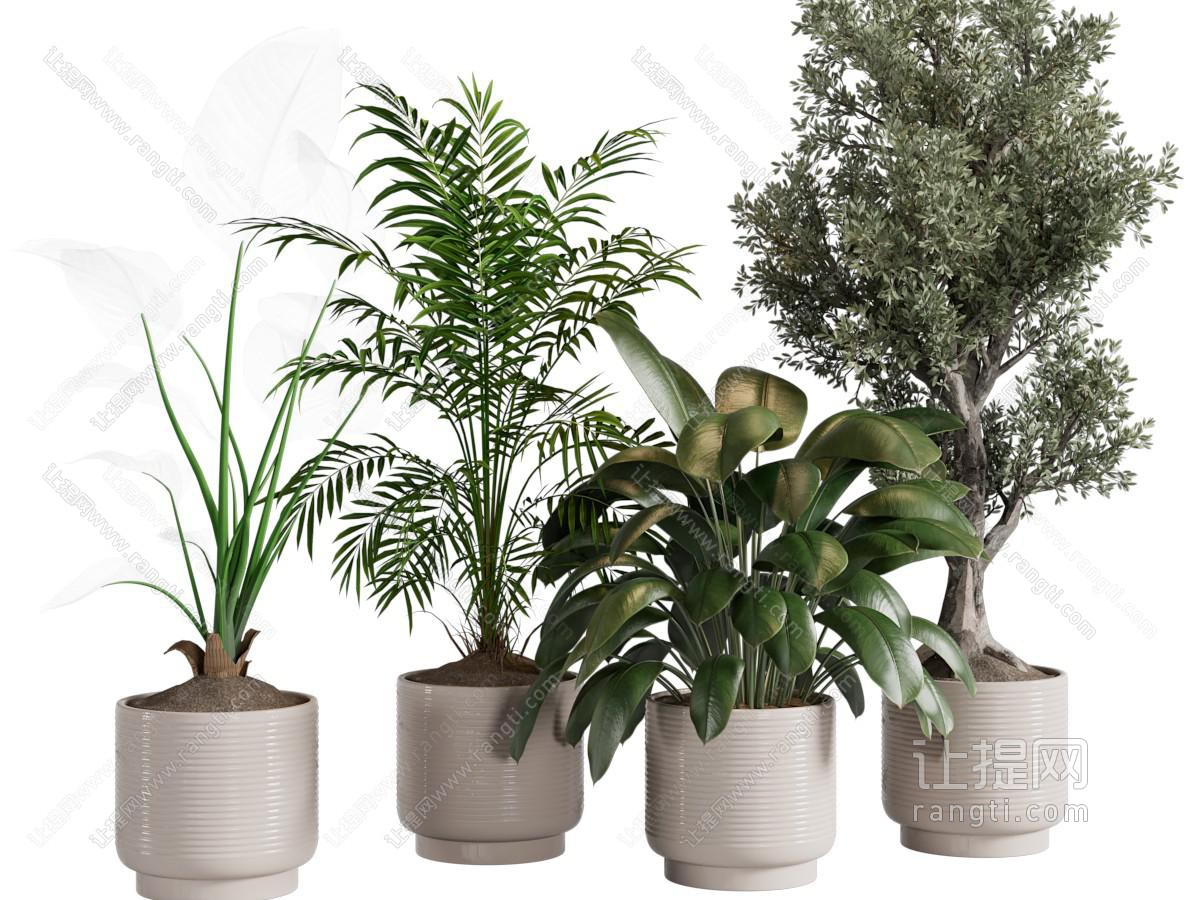绿植盆栽 盆景