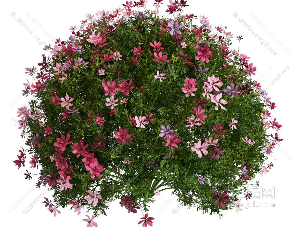 现代花卉花草植物