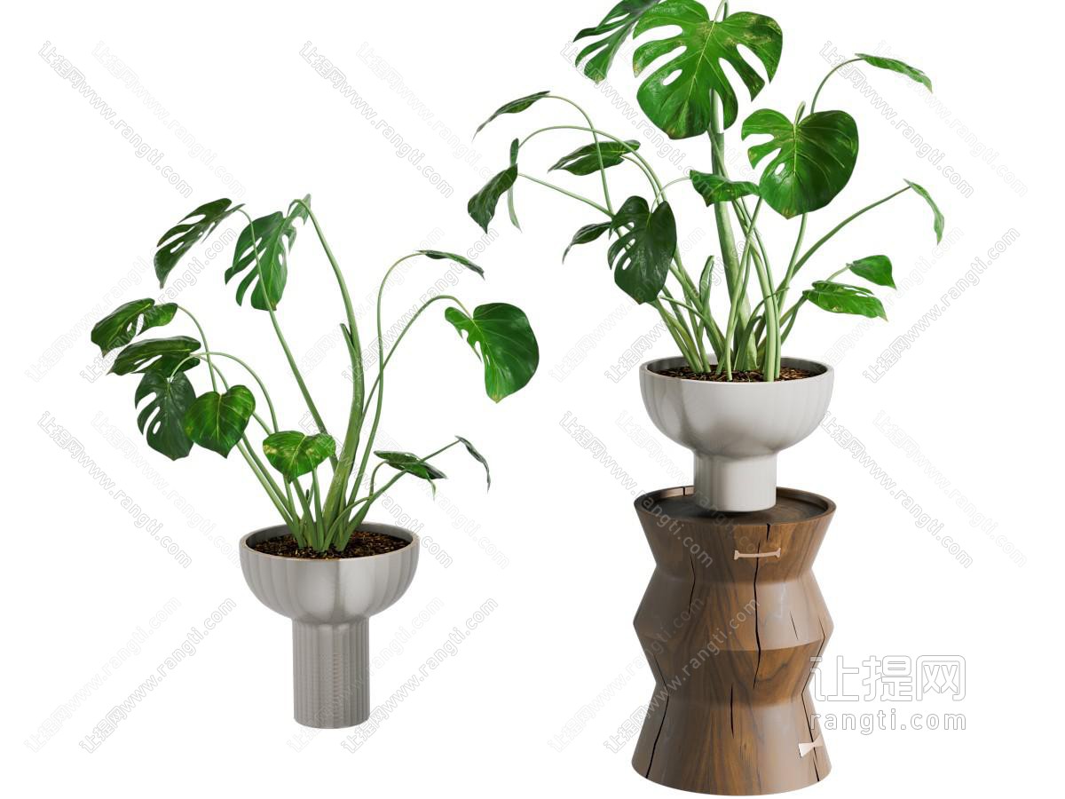 盆景盆栽植物