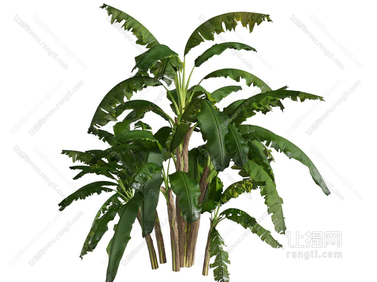 现代芭蕉树