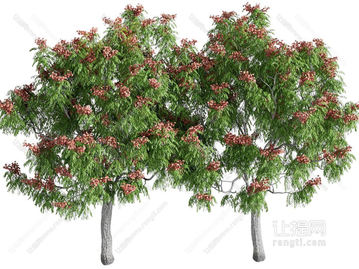 台湾栾树 花树