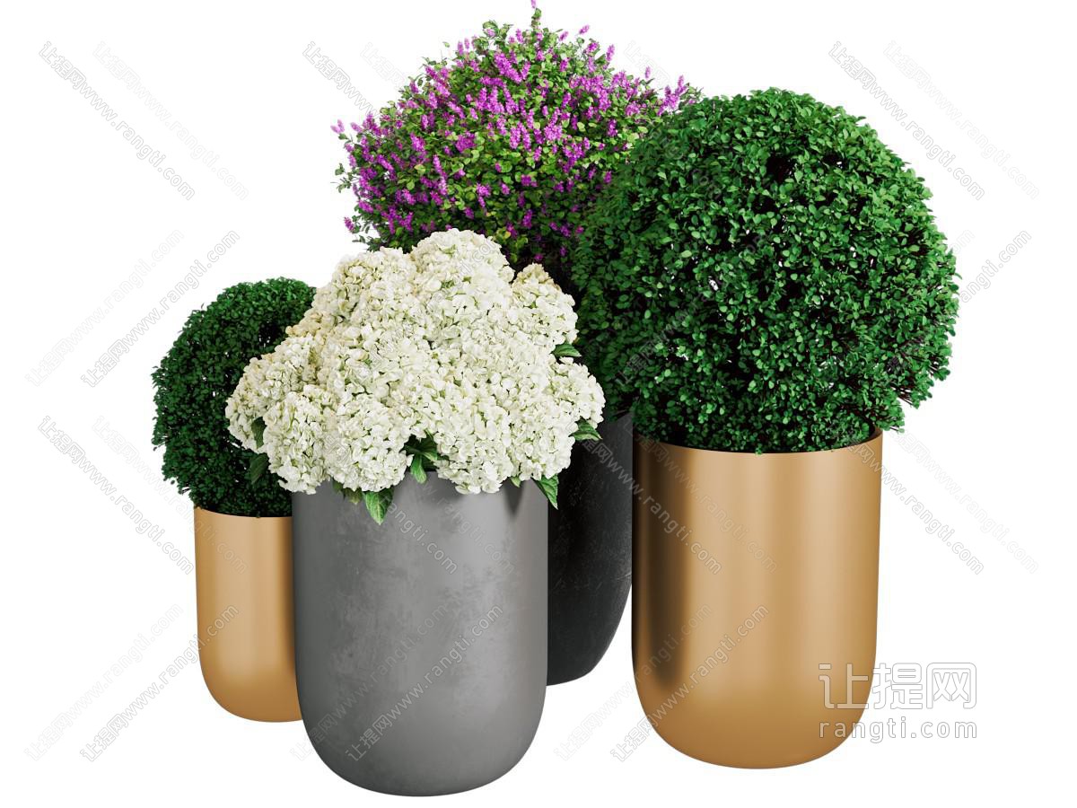 现代盆景盆栽植物