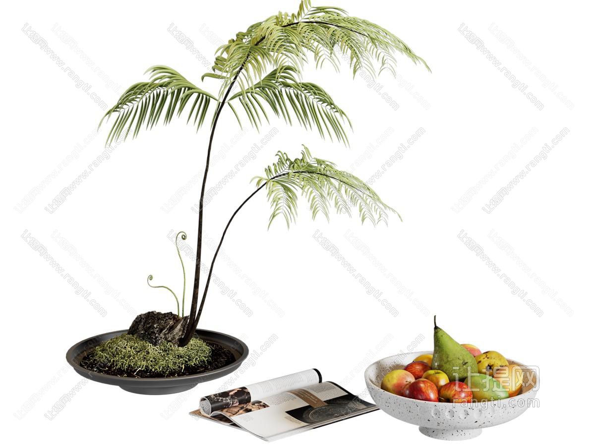 蕨类绿植 盆景盆栽