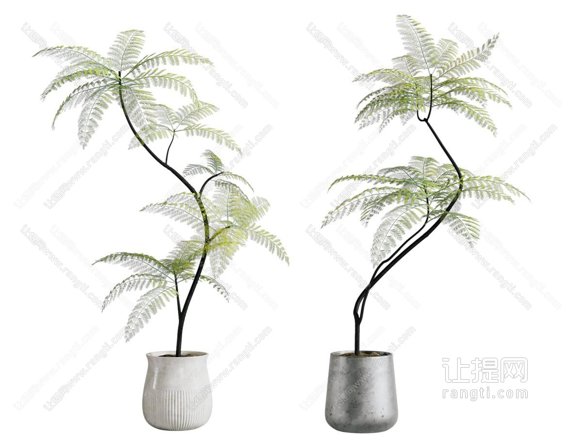 绿植盆栽