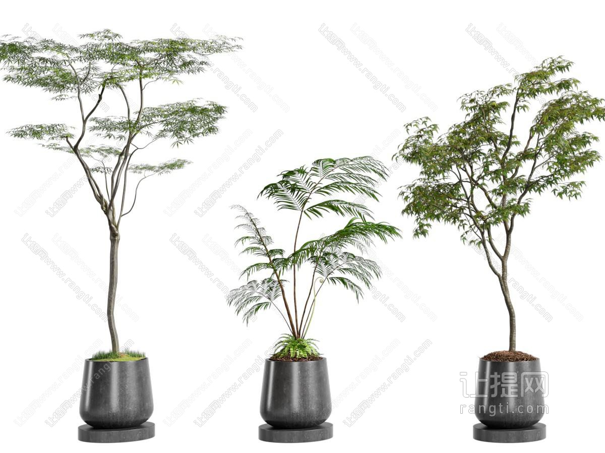 盆景盆栽植物