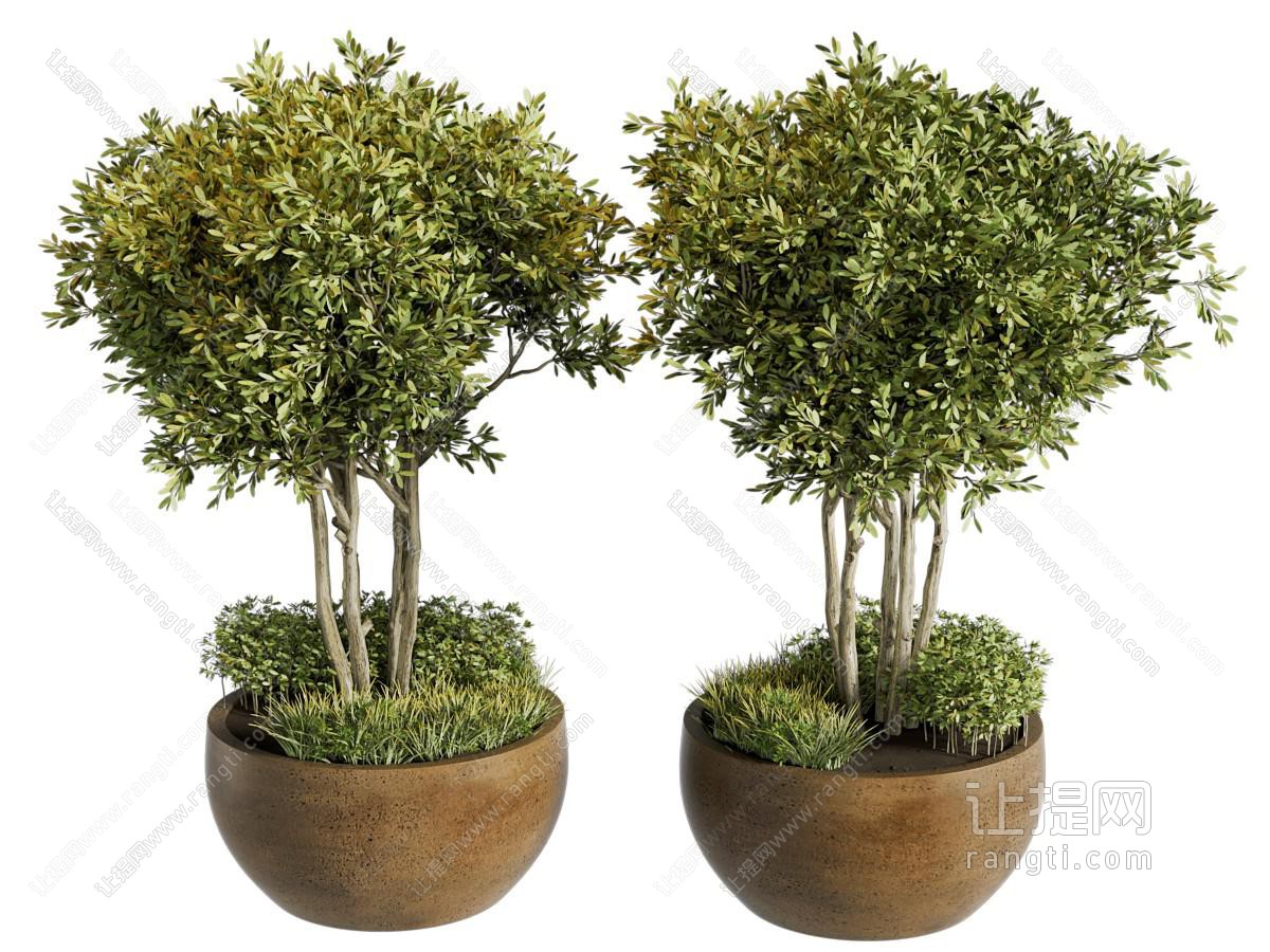 绿植盆栽 盆景