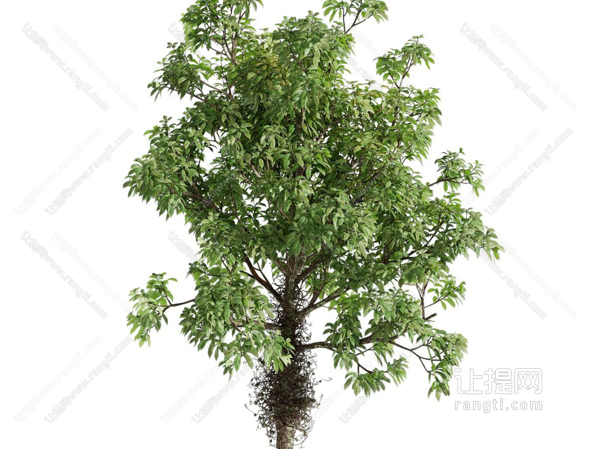 现代黄葛树